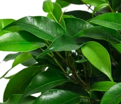 Dehner Grünpflanzen - Birkenfeigen-Set - Ficus benjamini, 2-teilig