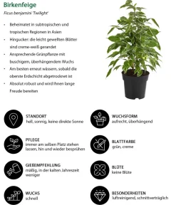Dehner Zimmerpflanzen-Sets|Grünpflanzen - Birkenfeigen-Set - Ficus benjamini, 3-teilig
