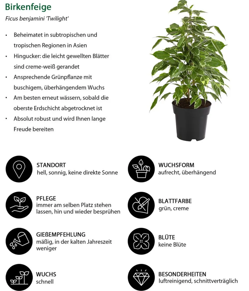 Dehner Zimmerpflanzen-Sets|Grünpflanzen - Birkenfeigen-Set - Ficus benjamini, 3-teilig