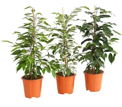 Dehner Zimmerpflanzen-Sets|Grünpflanzen - Birkenfeigen-Set - Ficus benjamini, 3-teilig