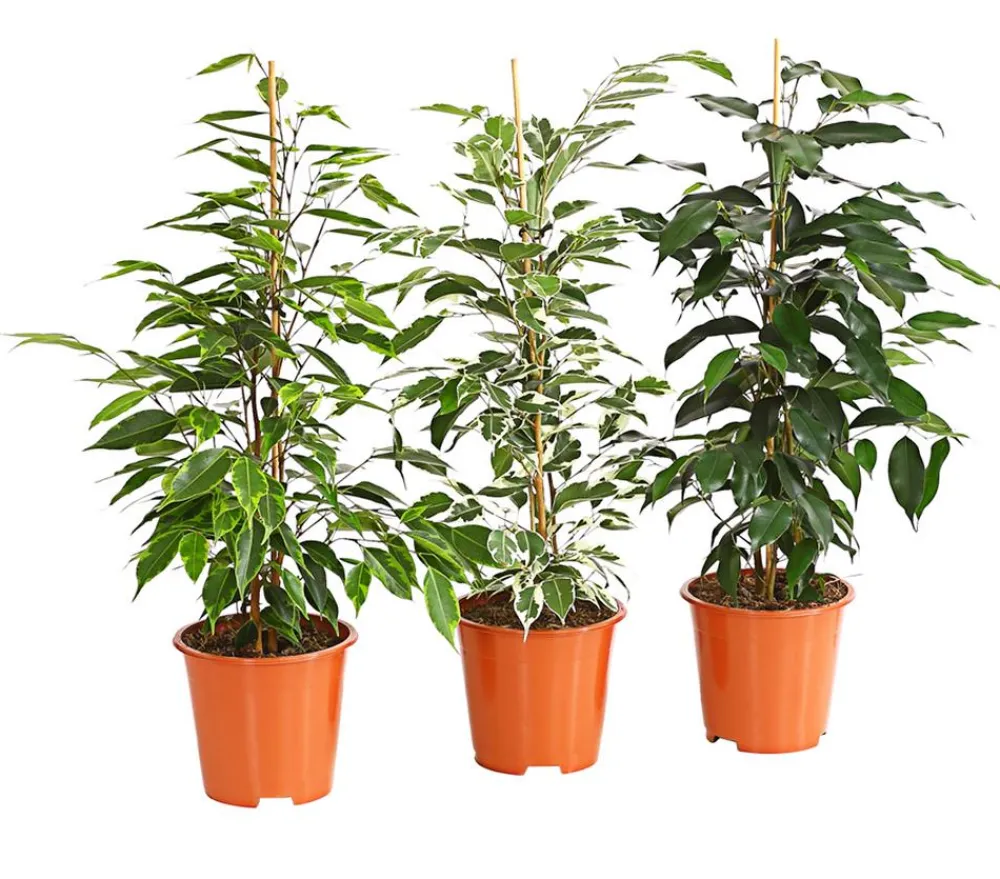 Dehner Zimmerpflanzen-Sets|Grünpflanzen - Birkenfeigen-Set - Ficus benjamini, 3-teilig