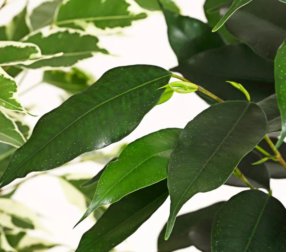Dehner Zimmerpflanzen-Sets|Grünpflanzen - Birkenfeigen-Set - Ficus benjamini, 3-teilig