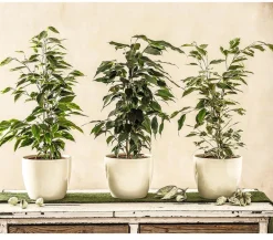Dehner Zimmerpflanzen-Sets|Grünpflanzen - Birkenfeigen-Set - Ficus benjamini, 3-teilig