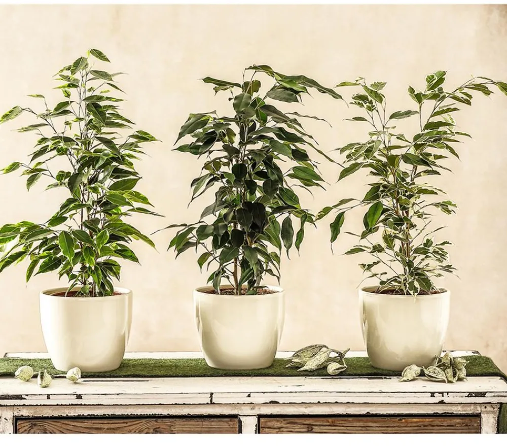 Dehner Zimmerpflanzen-Sets|Grünpflanzen - Birkenfeigen-Set - Ficus benjamini, 3-teilig