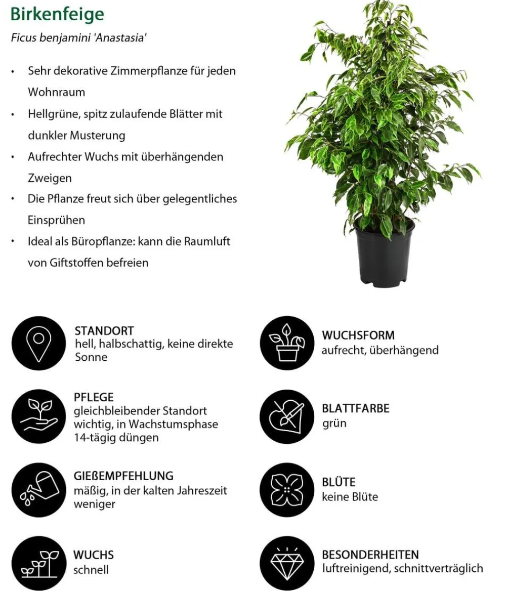 Dehner Zimmerpflanzen-Sets|Grünpflanzen - Birkenfeigen-Set - Ficus benjamini, 3-teilig