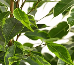 Dehner Zimmerpflanzen-Sets|Grünpflanzen - Birkenfeigen-Set - Ficus benjamini, 3-teilig