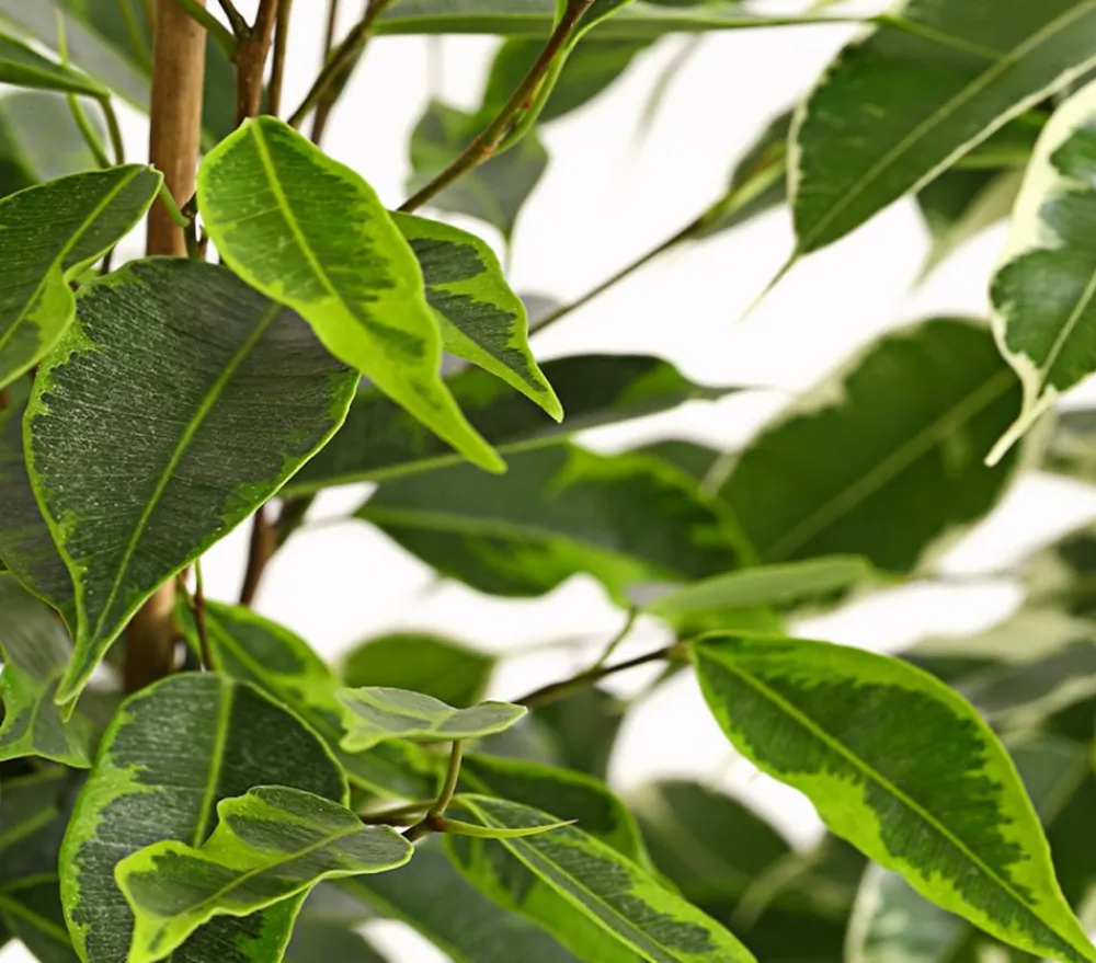 Dehner Zimmerpflanzen-Sets|Grünpflanzen - Birkenfeigen-Set - Ficus benjamini, 3-teilig
