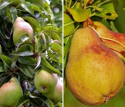 Dehner Obstbäume|Birnen- & Apfelbäume > Birnen-Duo 'Alexander Lucas/Clapps Liebling'