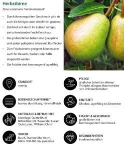 Dehner Obstbäume|Birnen- & Apfelbäume - Birnen-Duo 'Vereinsdechant/Williams Christ' Gelb