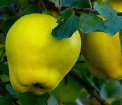 Dehner Nüsse & Besondere Obstbäume|Obstbäume - Birnenquitte Gelb