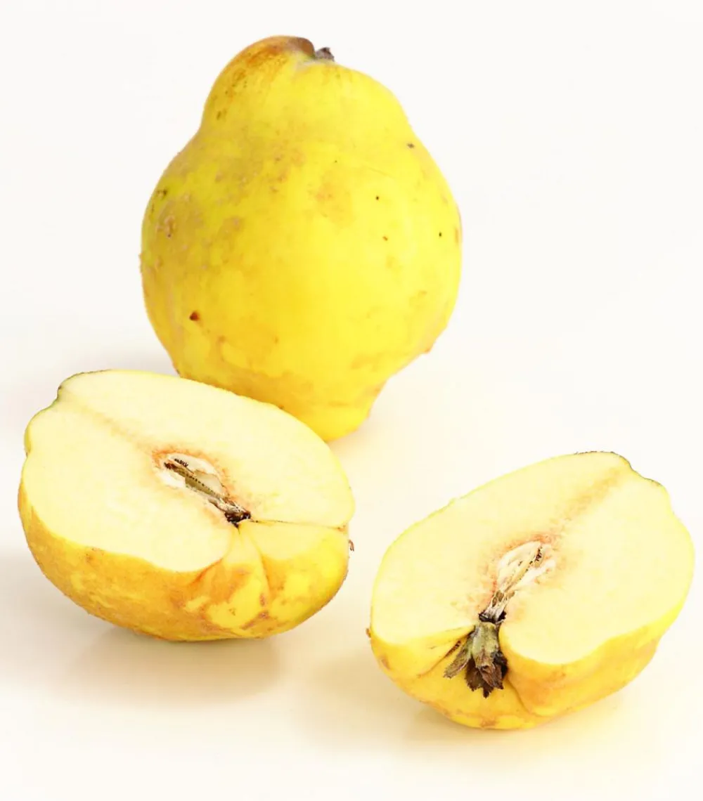 Dehner Nüsse & Besondere Obstbäume|Obstbäume - Birnenquitte Gelb