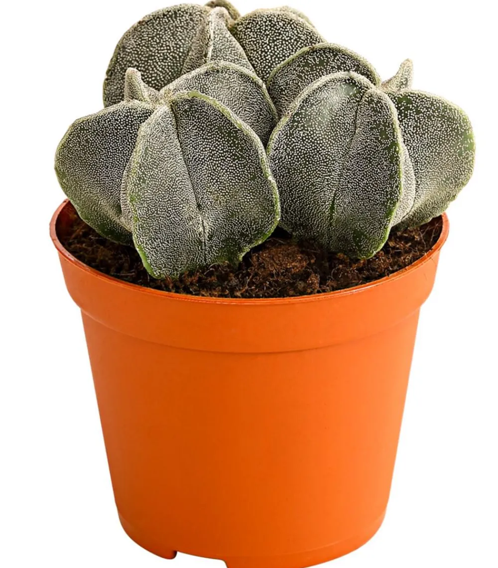 Dehner Sukkulenten - Bischofsmütze - Astrophytum myriostigma