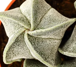 Dehner Sukkulenten - Bischofsmütze - Astrophytum myriostigma