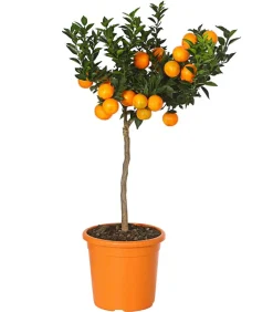 Dehner Zitruspflanzen|Terrassenpflanzen > Bitter 'Chinotto'