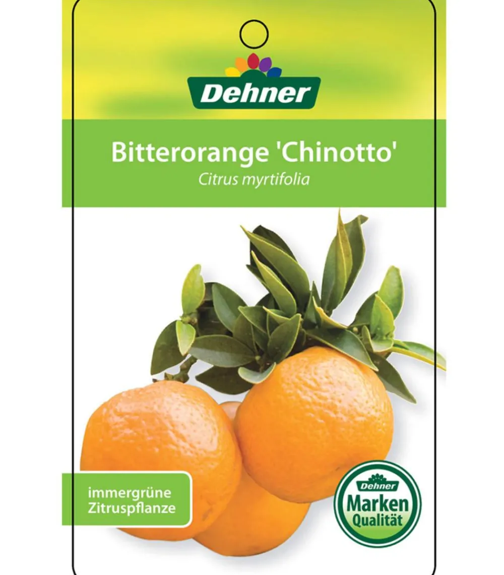 Dehner Zitruspflanzen|Terrassenpflanzen > Bitter 'Chinotto'
