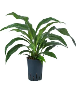 Dehner Einblatt & Flamingoblumen|Hydropflanzen > Blattanthurie - Anthurium ellipticum 'Jungle King', Hydrokultur