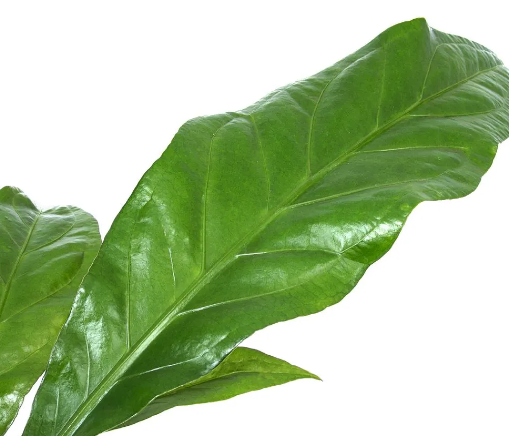Dehner Einblatt & Flamingoblumen|Hydropflanzen > Blattanthurie - Anthurium ellipticum 'Jungle King', Hydrokultur