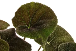 Dehner Blattbegonie - Begonia masoniana 'River' Discount