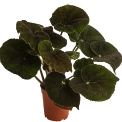 Dehner Blattbegonie - Begonia masoniana 'River' Discount