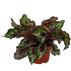 Dehner Grünpflanzen - Blattbegonie - Begonia rex-Hybride 'Alaska Creek'