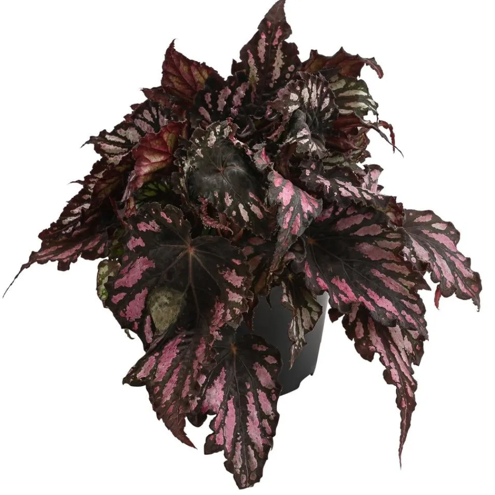 Dehner Grünpflanzen > Blattbegonie - Begonia rex-Hybride, verschiedene Sorten