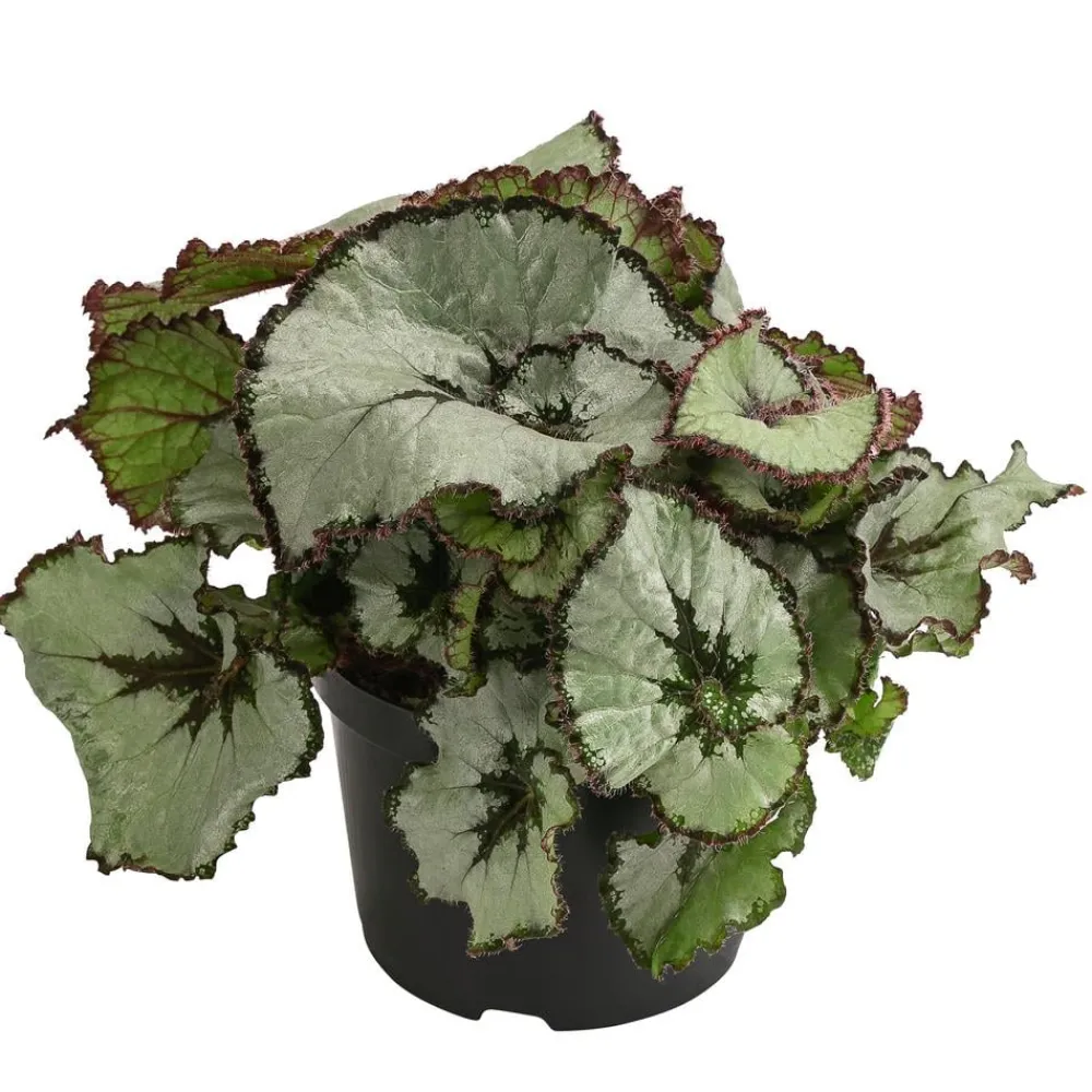 Dehner Grünpflanzen > Blattbegonie - Begonia rex-Hybride, verschiedene Sorten