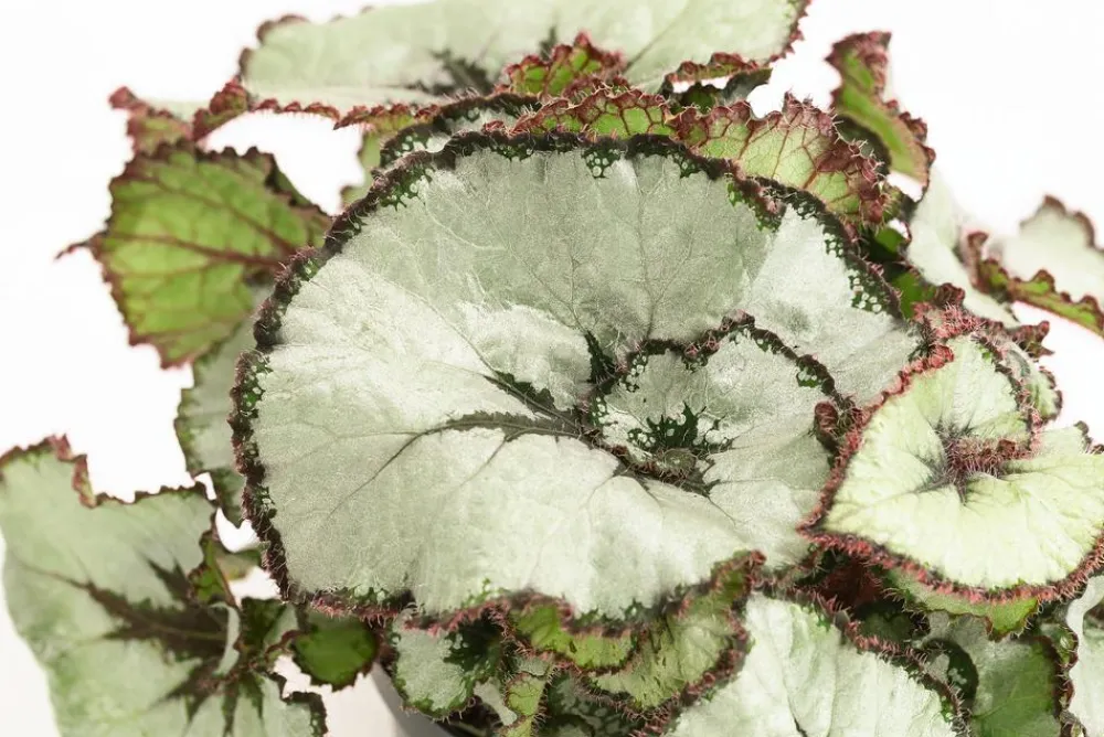 Dehner Grünpflanzen > Blattbegonie - Begonia rex-Hybride, verschiedene Sorten
