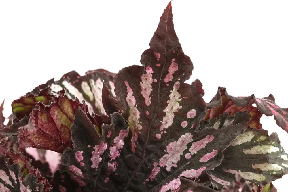 Dehner Grünpflanzen > Blattbegonie - Begonia rex-Hybride, verschiedene Sorten