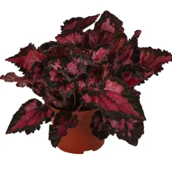 Dehner Grünpflanzen - Blattbegonie - Begonia rex-Hybride 'Inca Night'