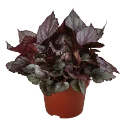 Dehner Grünpflanzen - Blattbegonie - Begonia rex-Hybride 'Maori Haze'