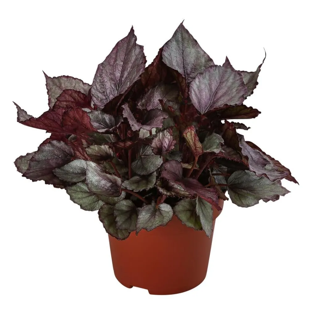 Dehner Grünpflanzen - Blattbegonie - Begonia rex-Hybride 'Maori Haze'