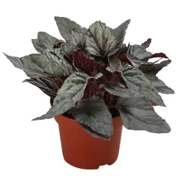 Dehner Grünpflanzen - Blattbegonie - Begonia rex-Hybride 'Arctic Breeze'