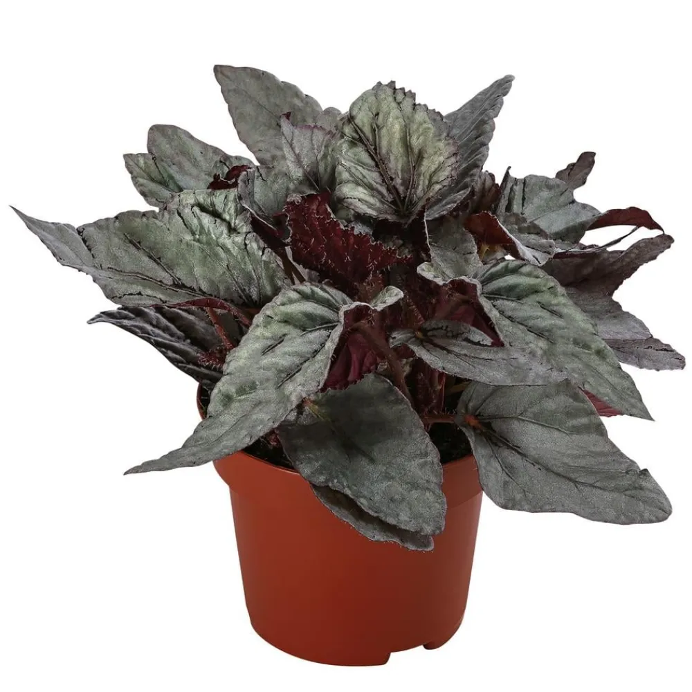 Dehner Grünpflanzen - Blattbegonie - Begonia rex-Hybride 'Arctic Breeze'