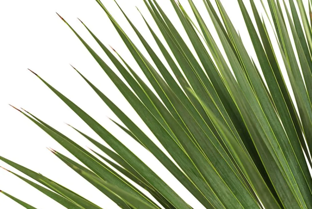 Dehner Palmen|Terrassenpflanzen > Blaublättrige Palmlilie