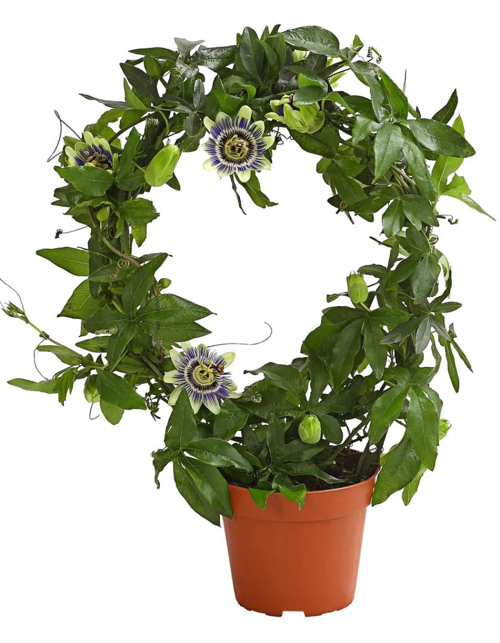 Dehner e Passionsblume Discount
