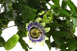 Dehner e Passionsblume Discount
