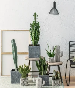 Dehner Kakteen > Blauer Haarsäulenkaktus - Pilosocereus azureus