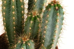Dehner Kakteen > Blauer Haarsäulenkaktus - Pilosocereus azureus