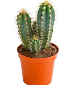 Dehner Kakteen - Blauer Haarsäulenkaktus - Pilosocereus azureus