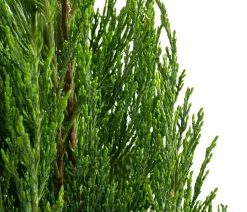 Dehner Xxl-Gartenpflanzen|Koniferen - er Zypressen-Wacholder 'Blue Arrow'