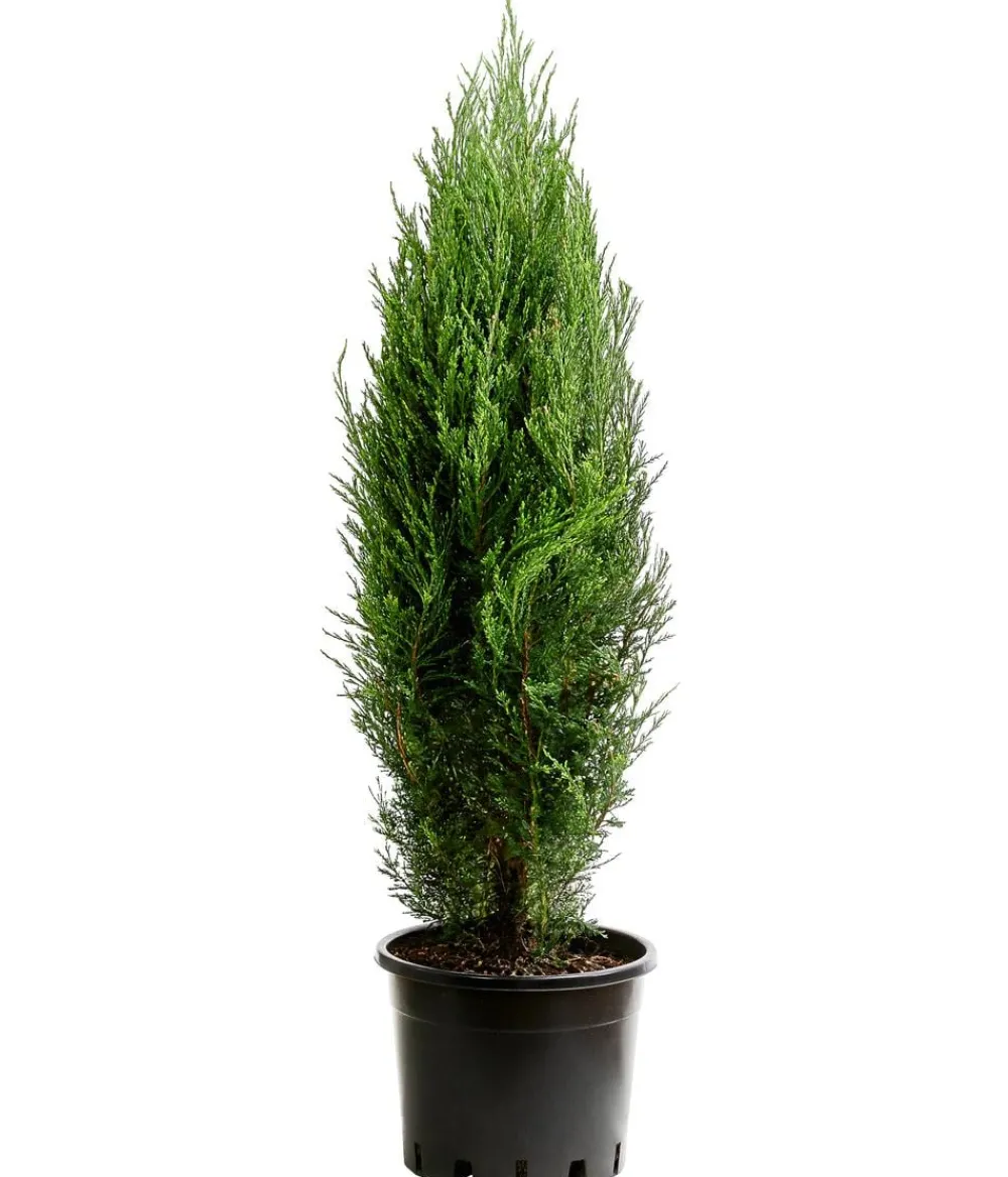 Dehner Xxl-Gartenpflanzen|Koniferen - er Zypressen-Wacholder 'Blue Arrow'