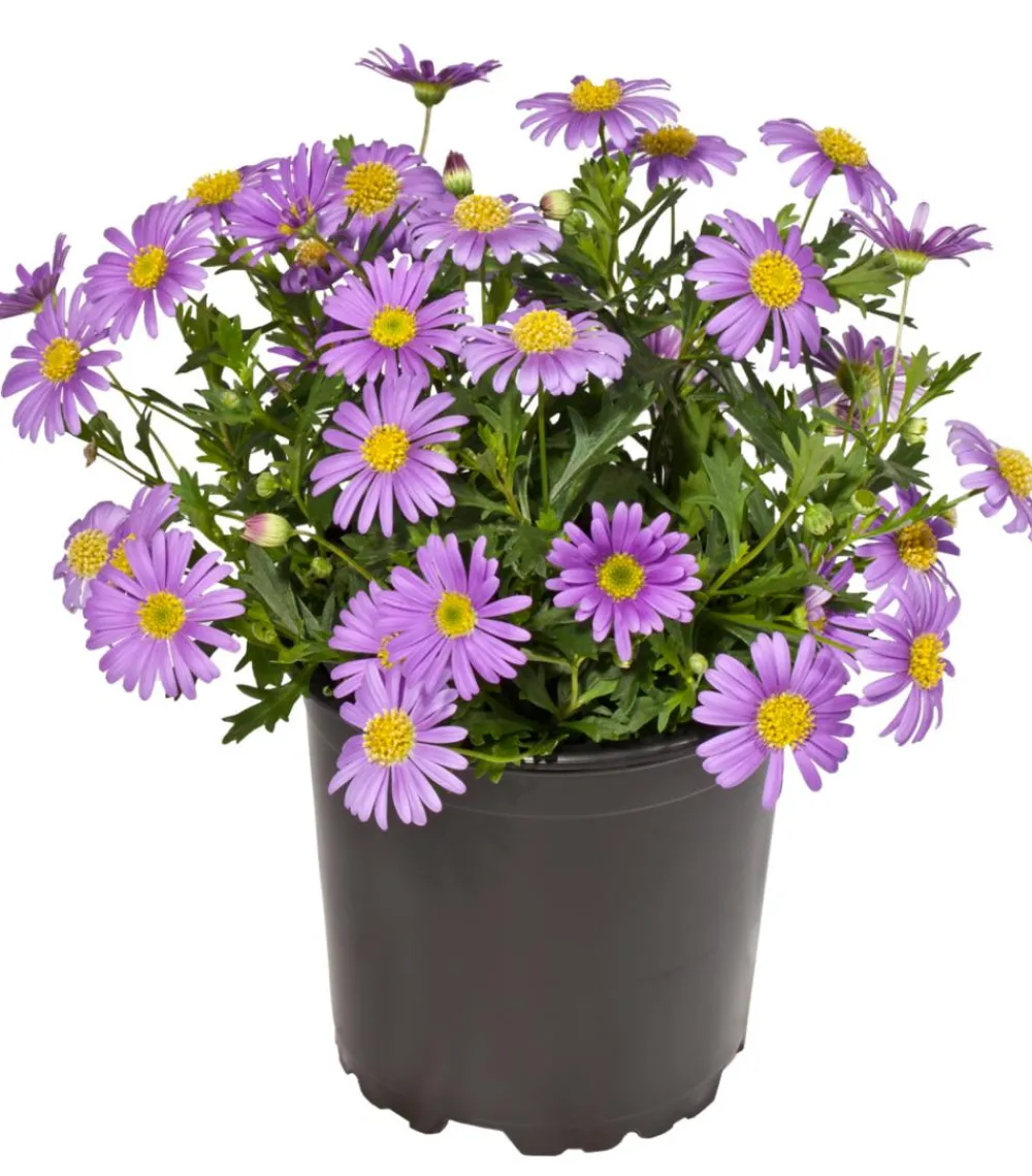 Dehner Blaues Gänseblümchen Lavendel