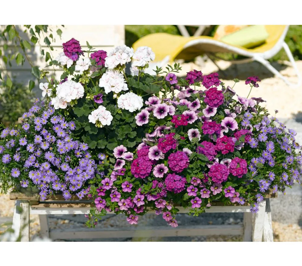 Dehner Blaues Gänseblümchen Lavendel