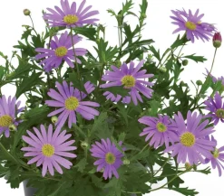 Dehner Blaues Gänseblümchen Lavendel