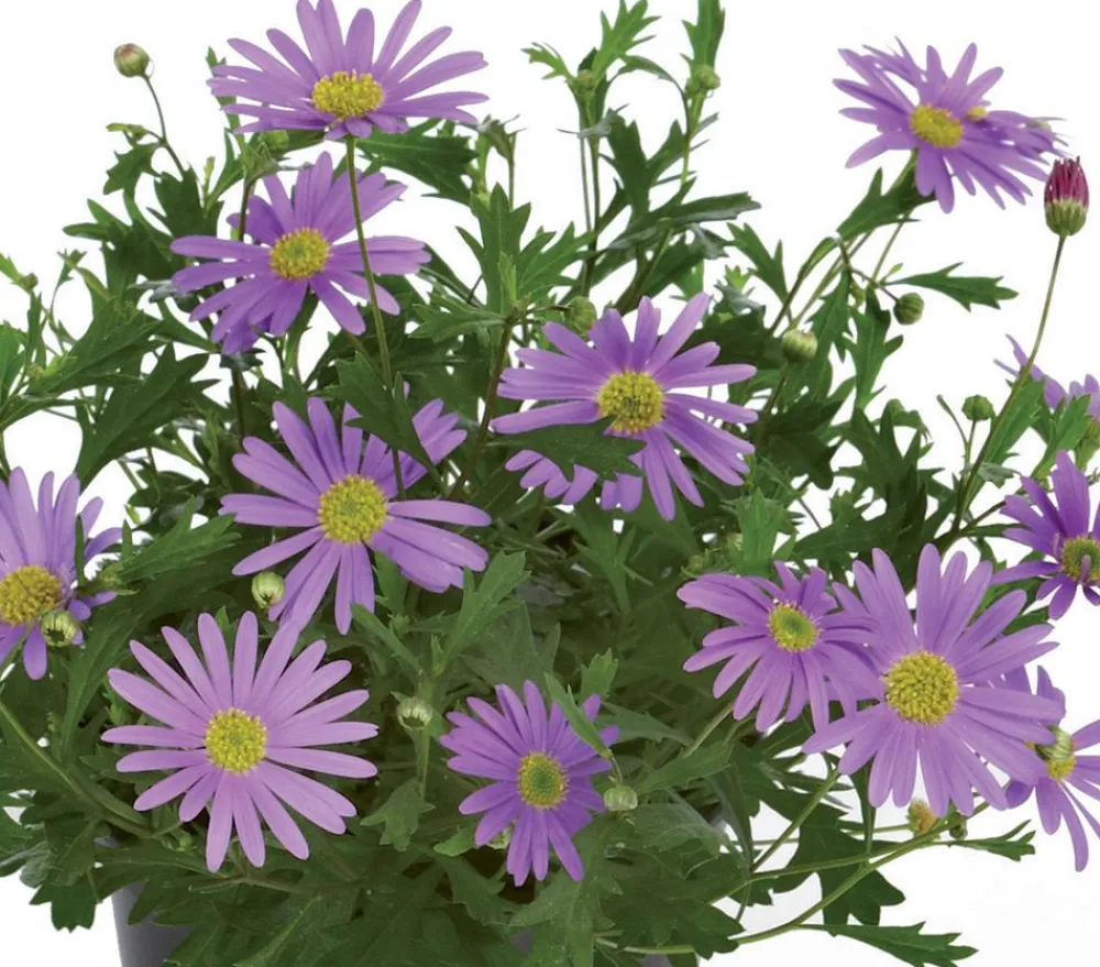 Dehner Blaues Gänseblümchen Lavendel