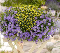 Dehner Blaues Gänseblümchen Lavendel