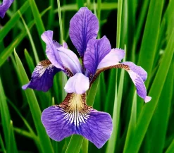 Dehner Aqua Blaue Sumpf-Iris Hot