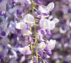Dehner Kletterpflanzen - Blauregen 'Amethyst Falls®' Lavendel
