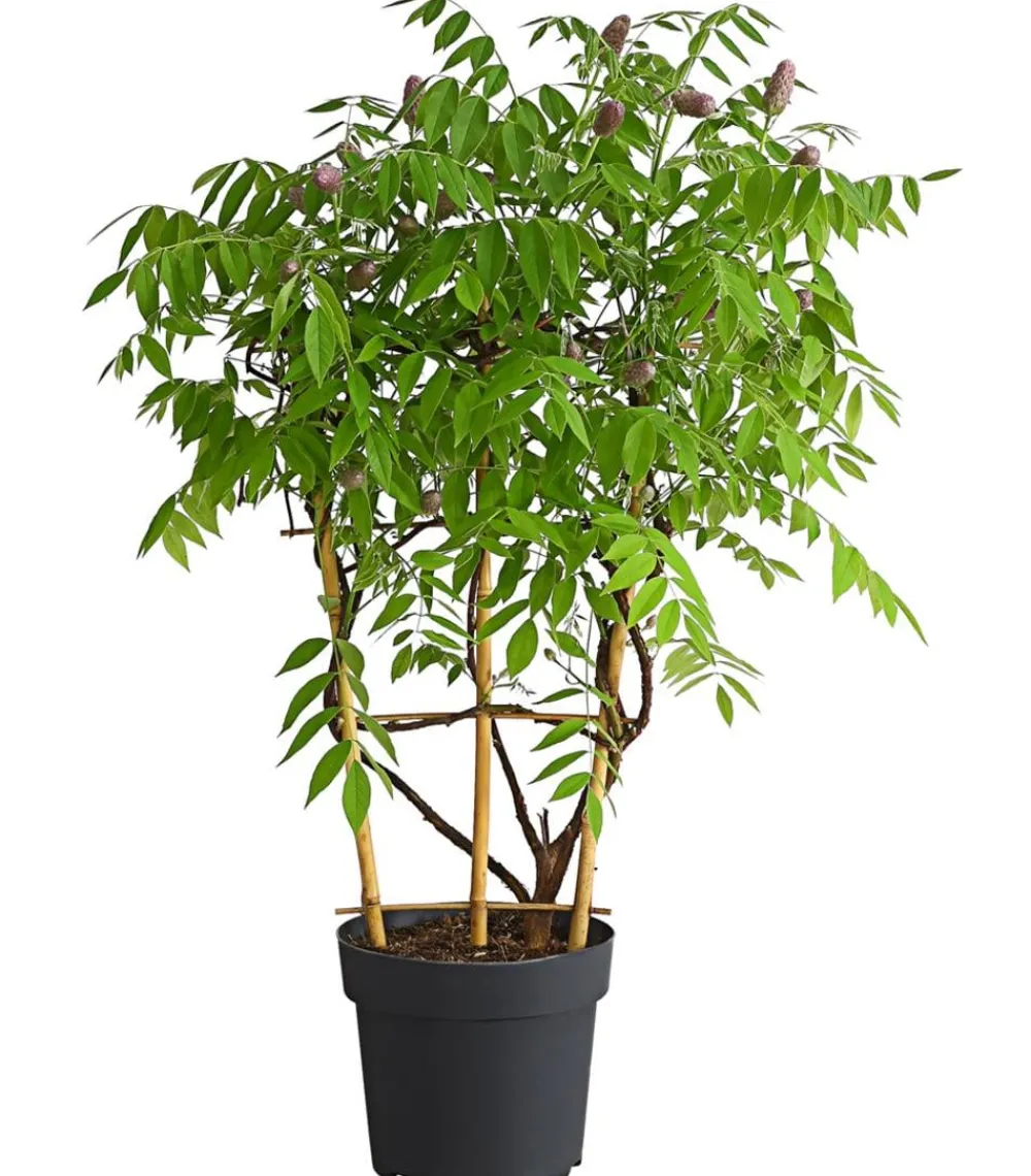 Dehner Kletterpflanzen - Blauregen 'Amethyst Falls®' Lavendel