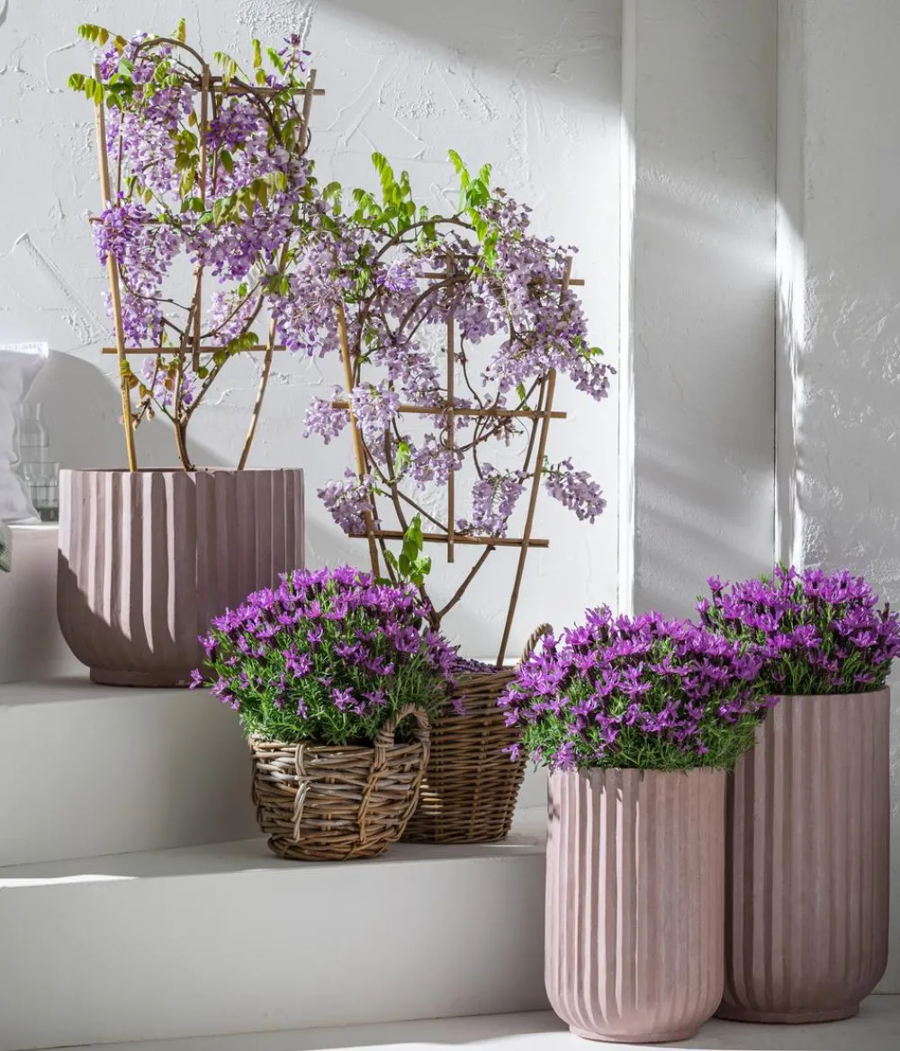 Dehner Kletterpflanzen - Blauregen 'Amethyst Falls®' Lavendel